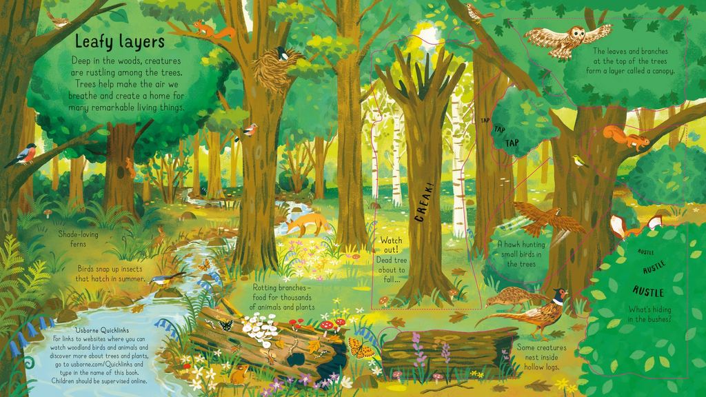 Look Inside the Woods - Usborne